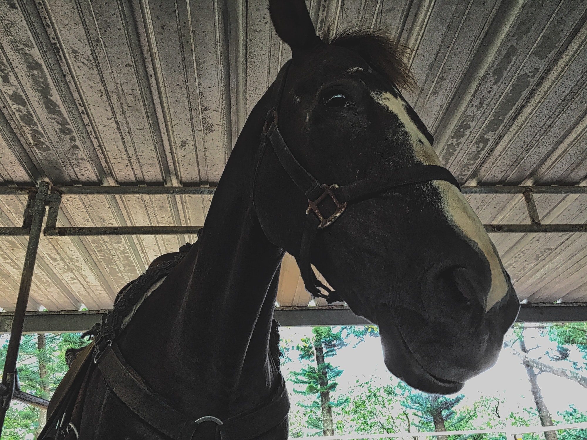 Combien coûte la construction d’un abri pour chevaux ?