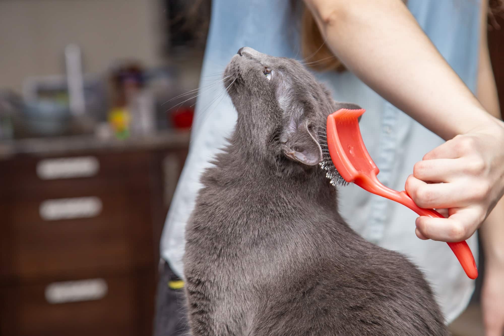 Comment choisir un bon Furminator chat?